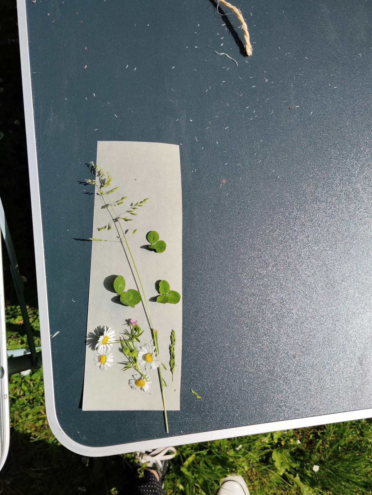 Fleurs et trèfles disposés sur une bande de papier lors d'un atelier nature en famille