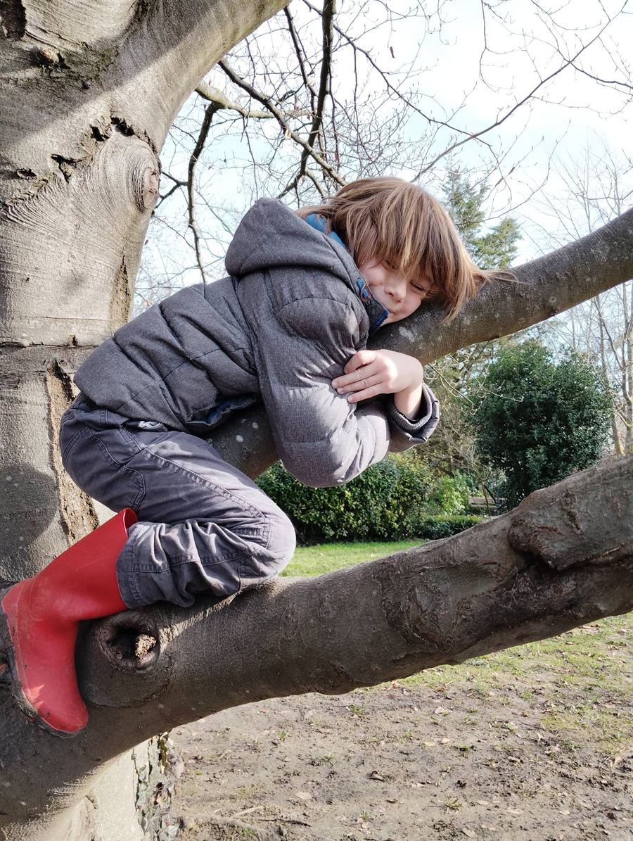 Enfant grimpant dans un arbre lors d'un stage nature
